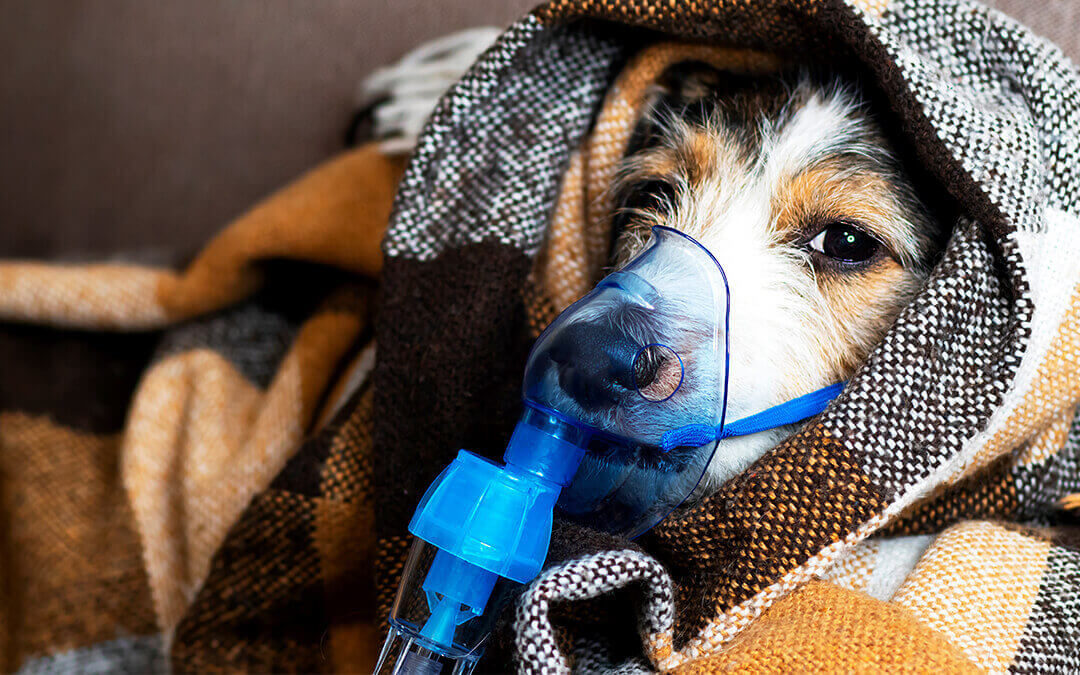 Emergency Care